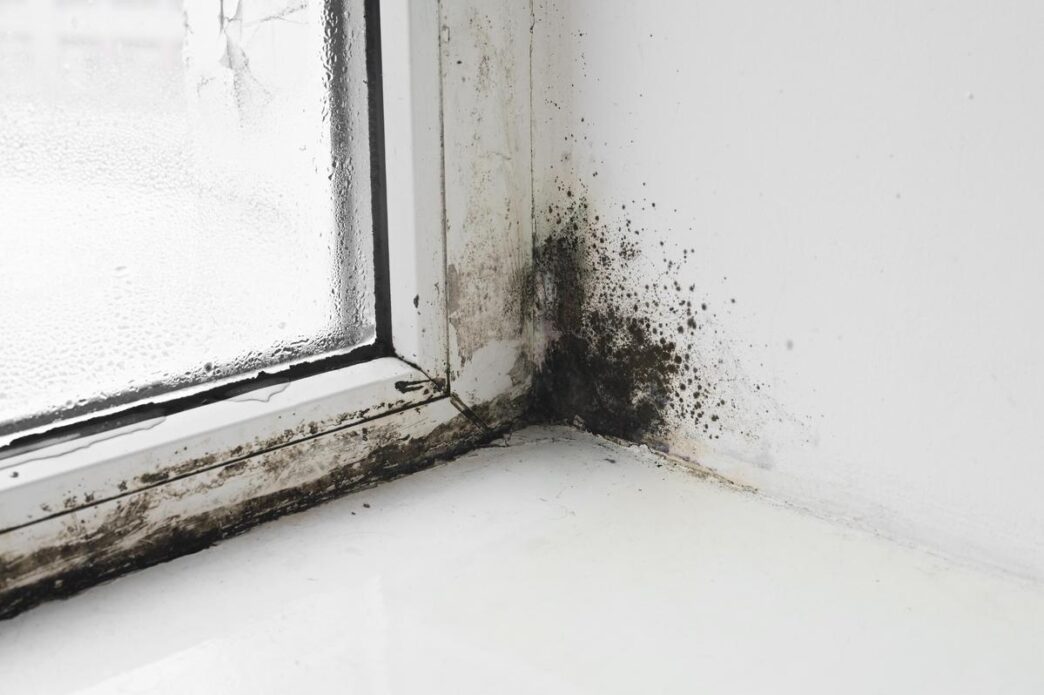 Close-up of black mold creeping in a dimly lit, damp room corner.